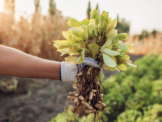 Supporting peanut growers in Argentina